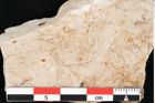 Foto (Detailansicht) von Hypnum sagorianum Ettingshausen (NHMW-GEO-2024-0188-6731)